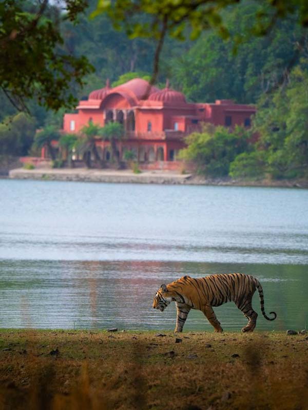 Jogi Mahal